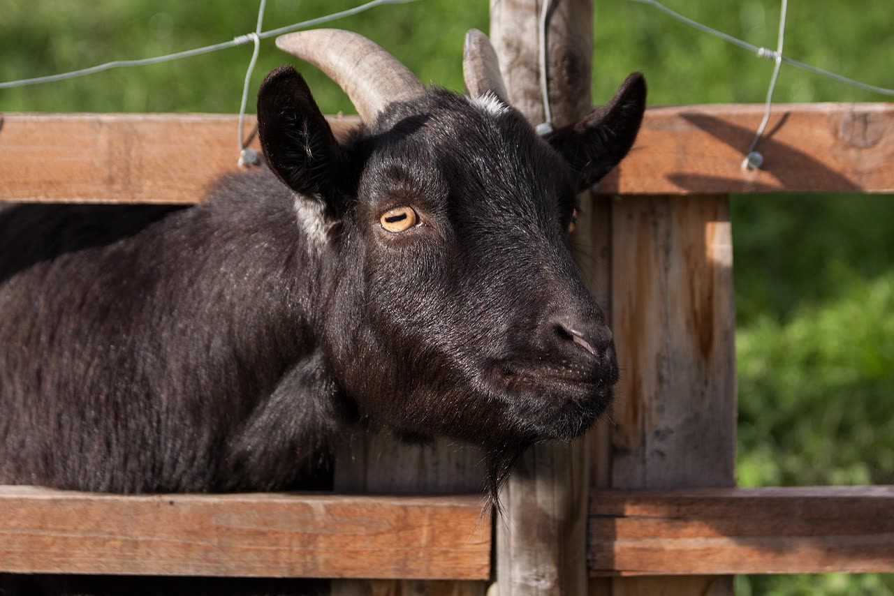 Goat Names: Creative and Practical Naming Guide