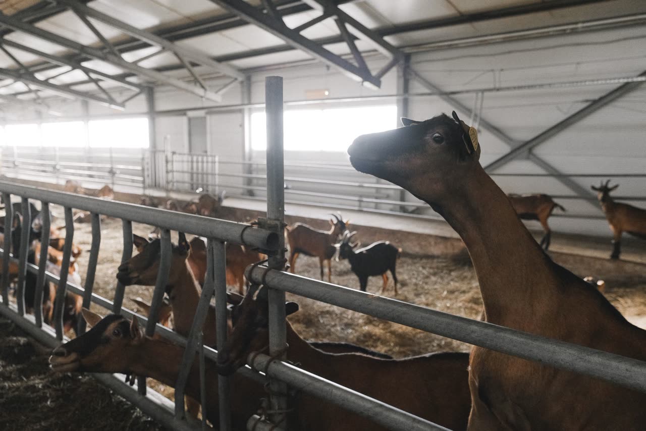 Goat Shelter and Housing: Design and Management