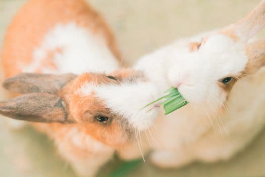 Hamster Care Tips: Daily, Weekly, and Monthly Routines