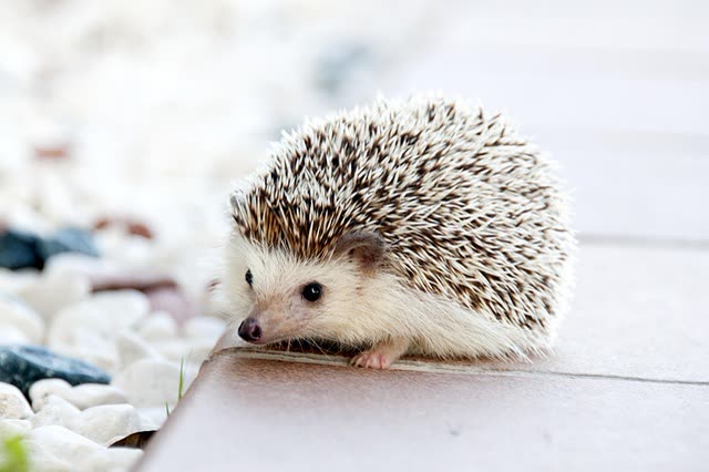 Hedgehog Care: Essential Health and Husbandry for Pet Hedgehogs