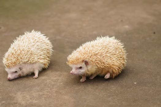 Hedgehog Pet Ownership: What to Know Before Bringing One Home