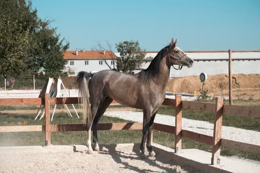 Horse Hoof Care: Anatomy, Trimming, and Common Problems