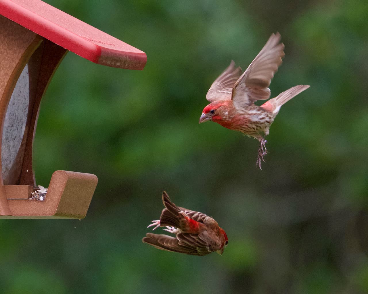House Finch Care: Feeding, Housing, and Health