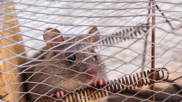 Humane Rat Traps: Types, Placement, and Safe Release
