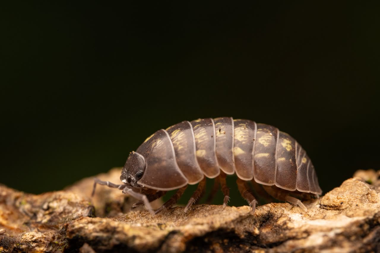Isopod Diet and Nutrition: Feeding Your Pet Isopods
