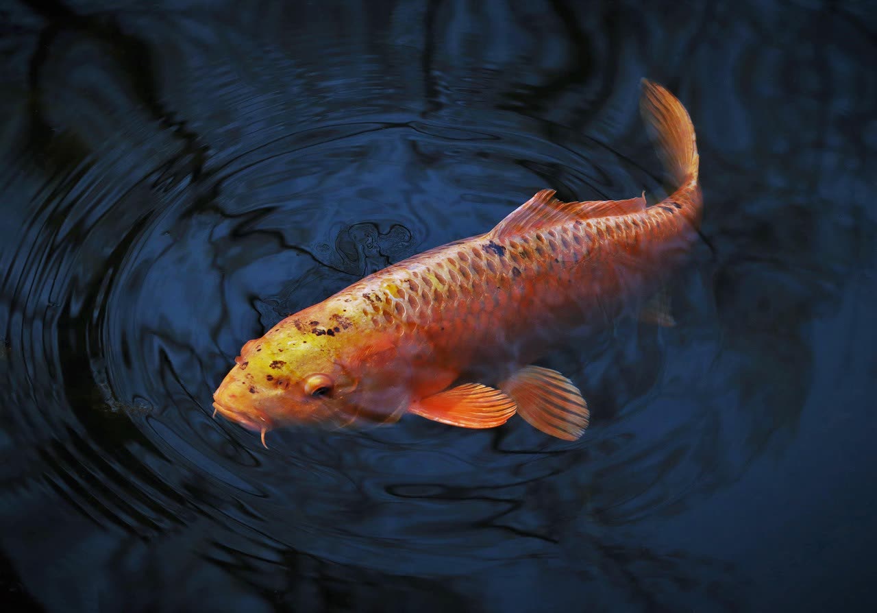 Koi Pond Liners: Material Comparison and Installation Guide