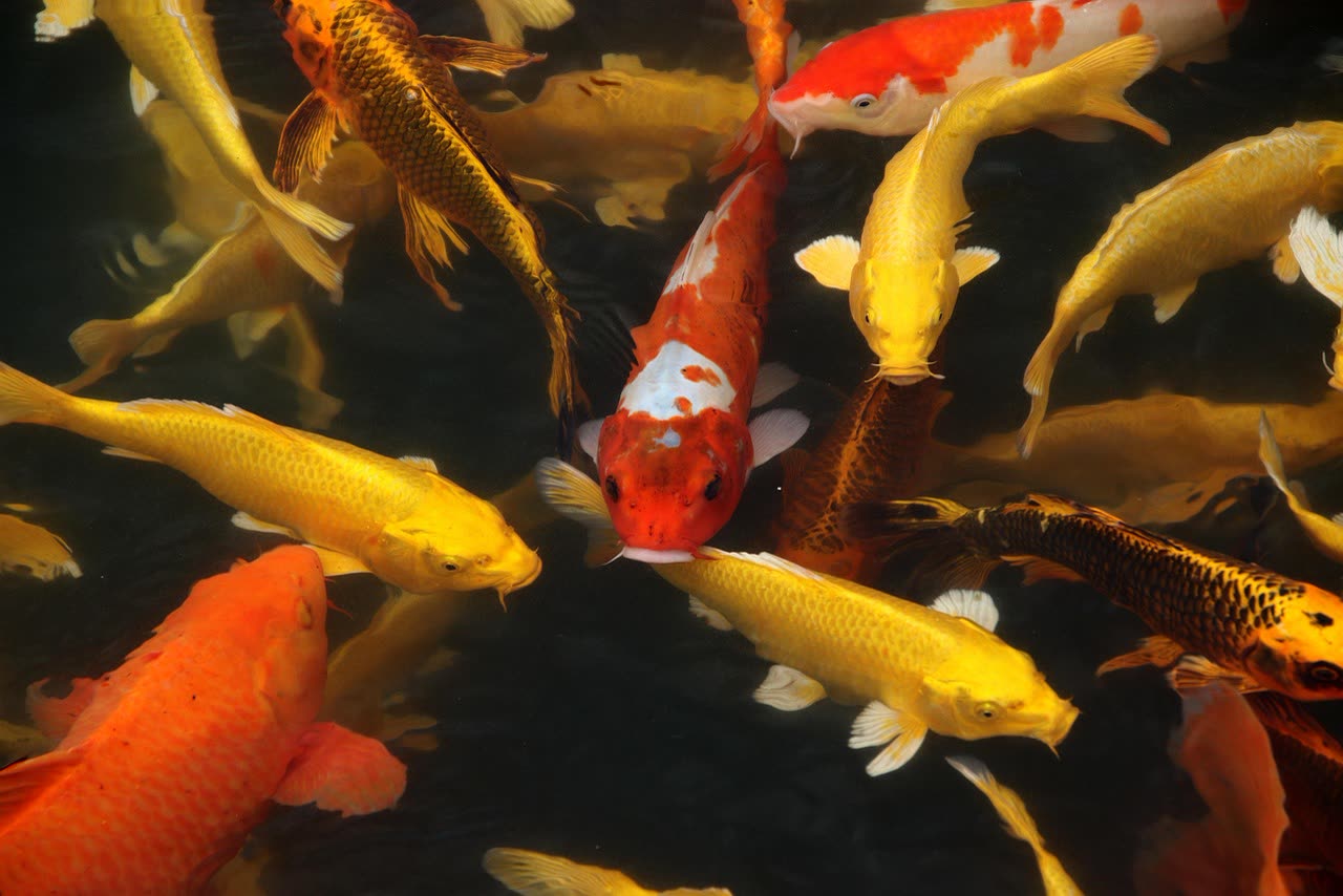 Koi Pond Maintenance: Seasonal Care and Cleaning Routines