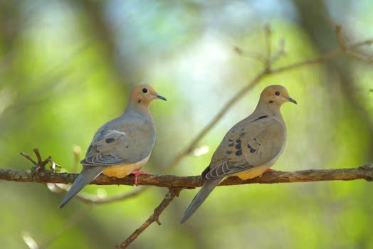 Mourning Dove Care: Housing, Diet, and Health Essentials