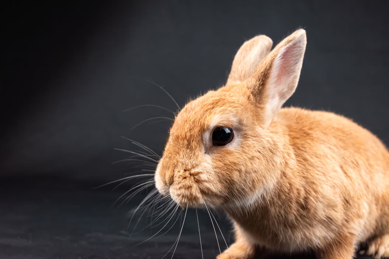 Netherland Dwarf Rabbit: Breed Profile and Care Essentials