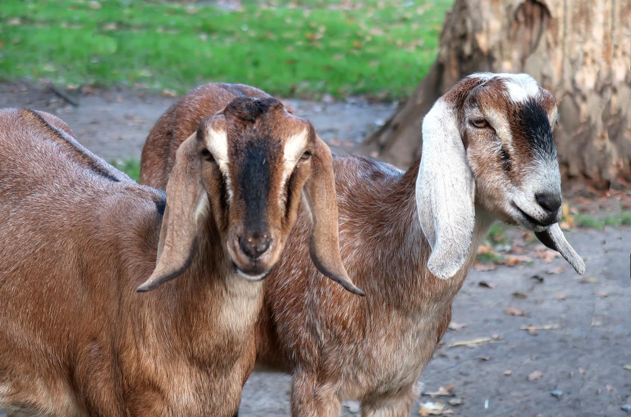 Nubian Goats: Breed Characteristics and Care Essentials