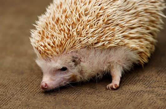 Pet Hedgehog Care: Housing, Diet, and Health Management