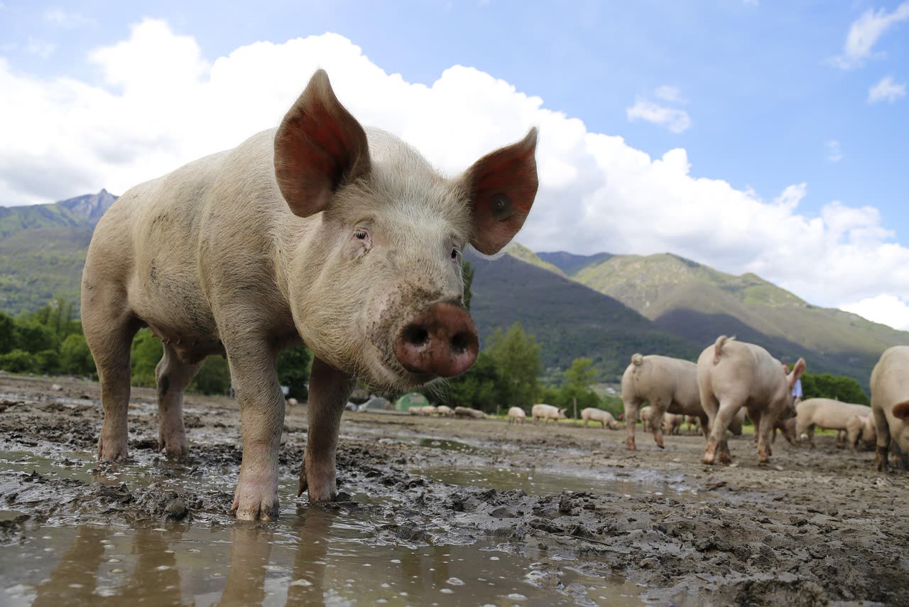 Pet Pig House Training: Effective Litter and Outdoor Training Methods