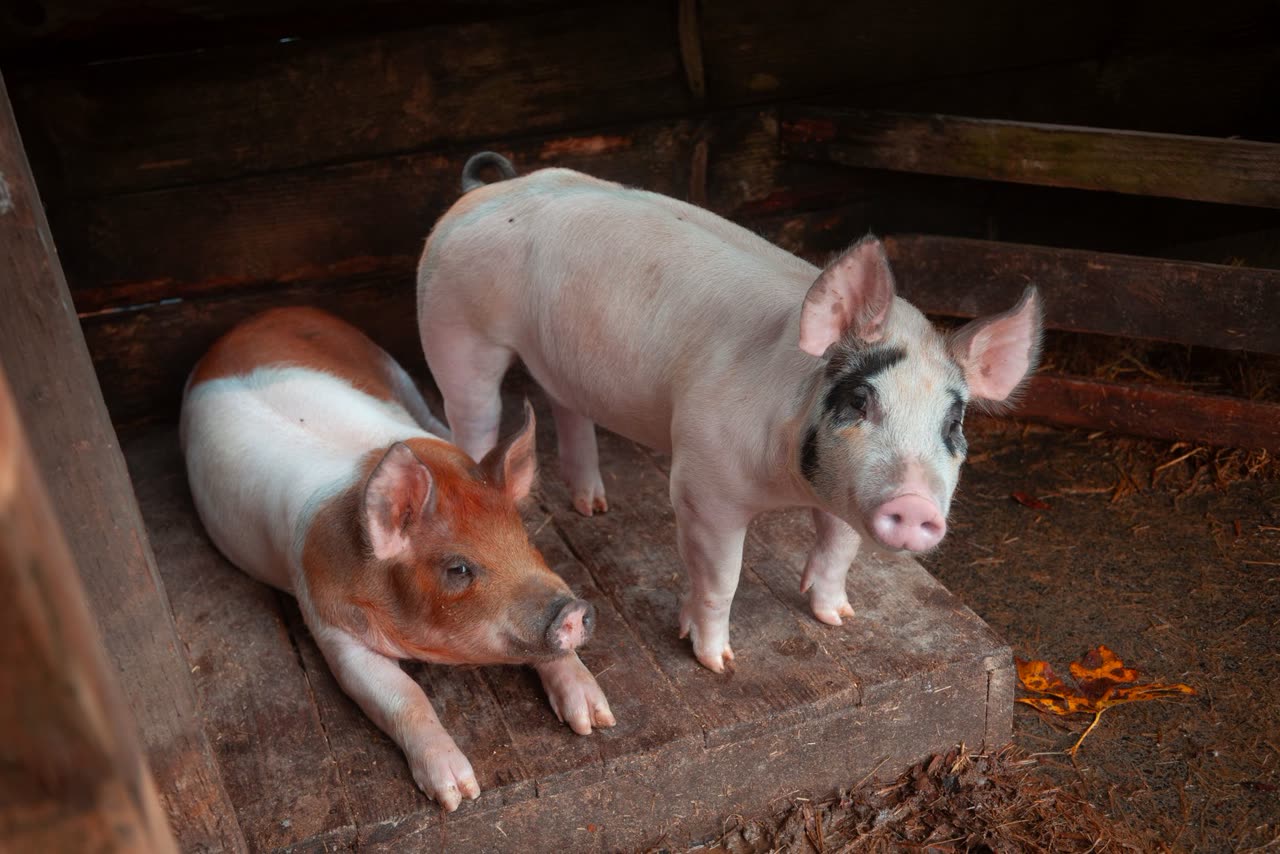 Pet Pig Skin Care: Common Dermatological Issues and Solutions