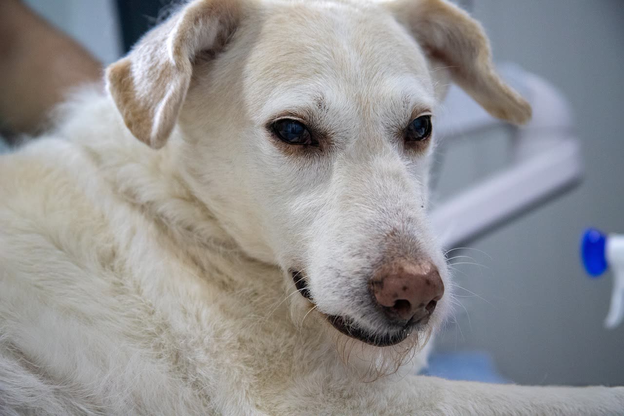 Prednisone for Dogs: Uses, Side Effects, and Safety Guidelines