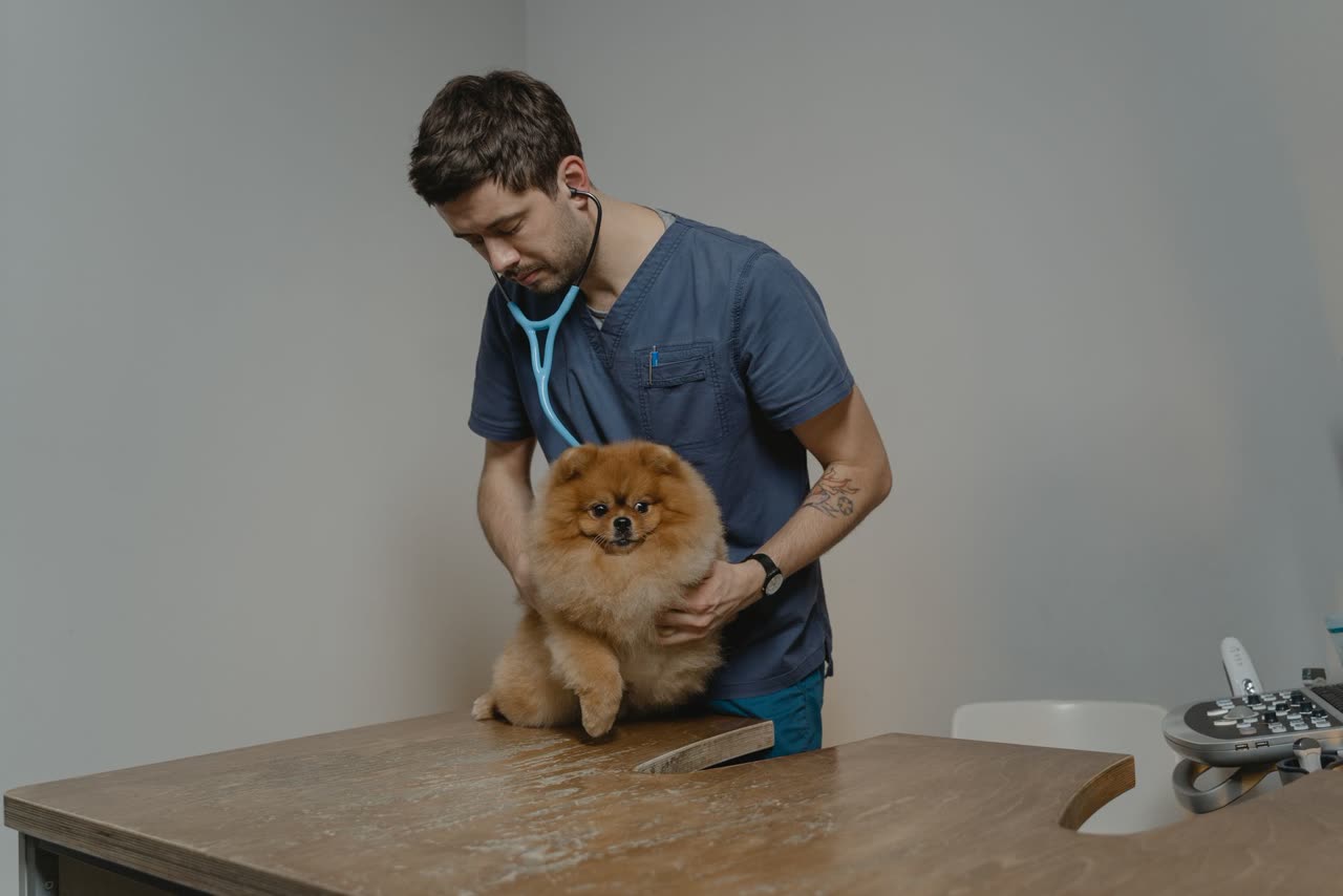 Puppy Nutrition: Selecting the Right Food for Growth and Development
