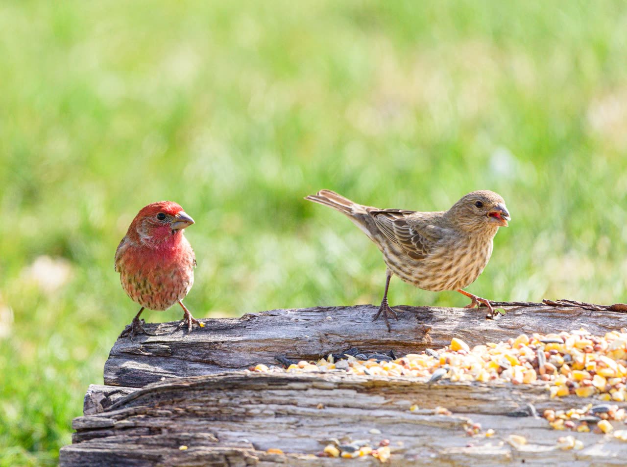 Purple Finch Care: Identification and Feeding