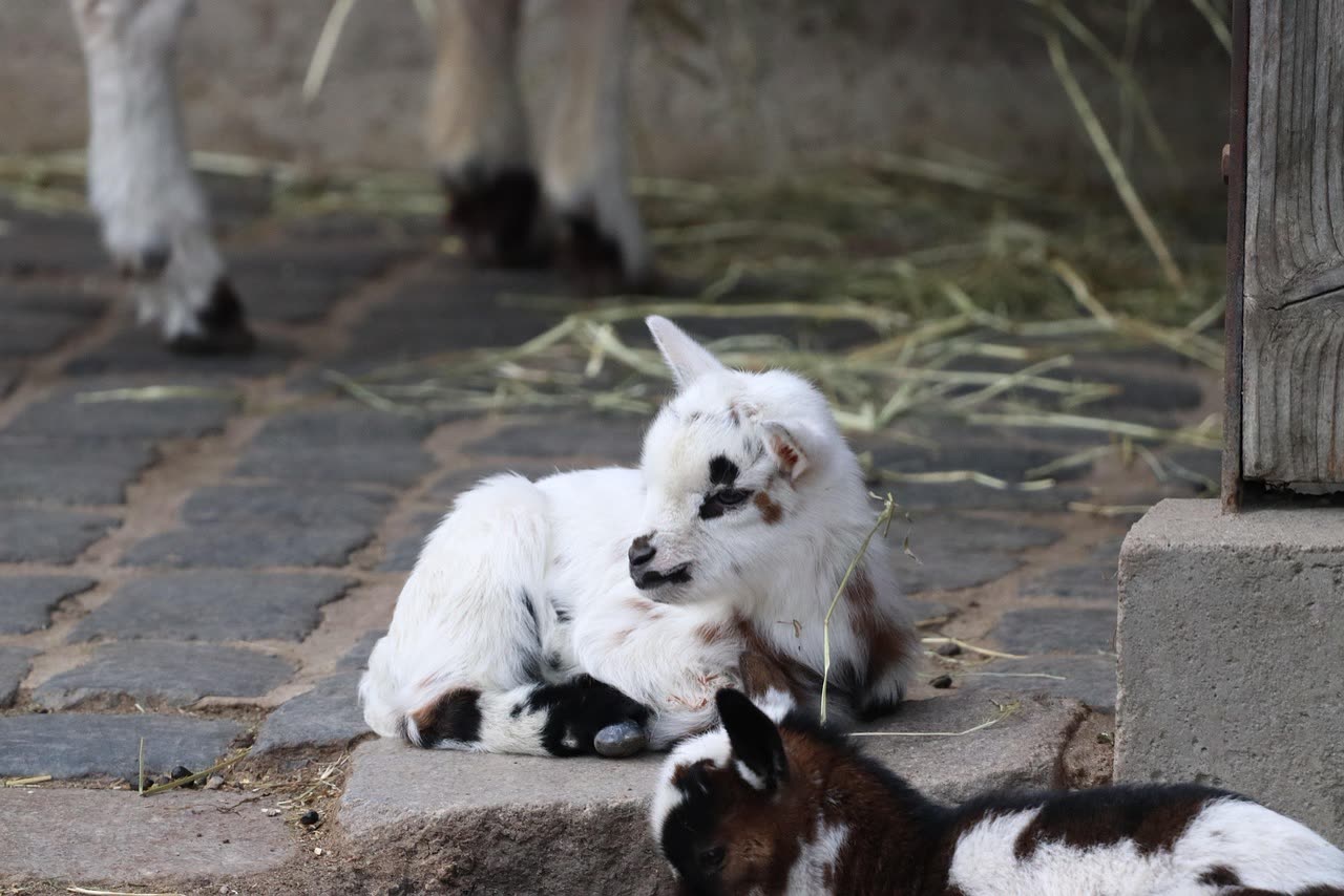 Pygmy Goat Size and Growth: What to Expect