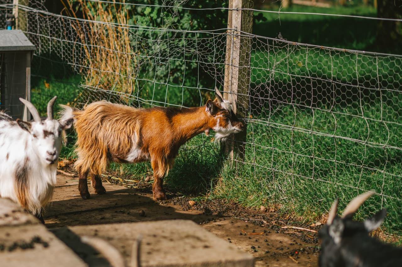 Pygmy Goats as Pets: Care, Behavior, and Health Considerations