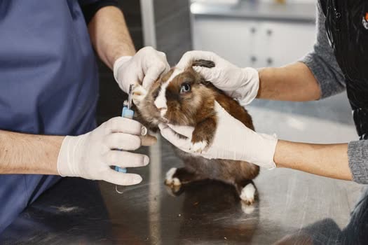 Rabbit Breeds: A Veterinary Guide to Size, Temperament, and Health Considerations