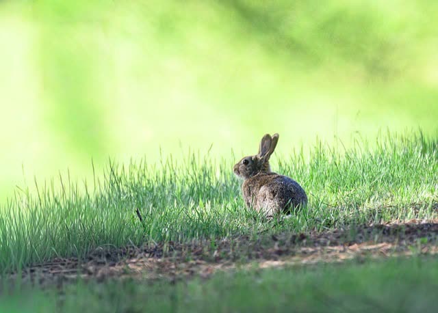 Rabbit Emergency Care: First Aid and When to Seek Immediate Veterinary Help