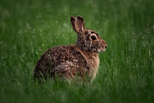 Rabbit Gestation Period: What to Expect from Breeding to Kindling