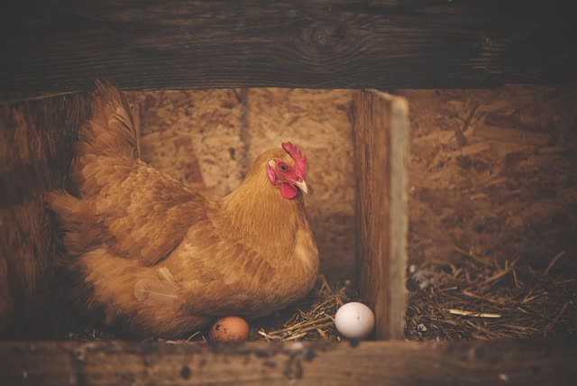 Setting Up a Chicken Coop: Essential Components and Layout Planning