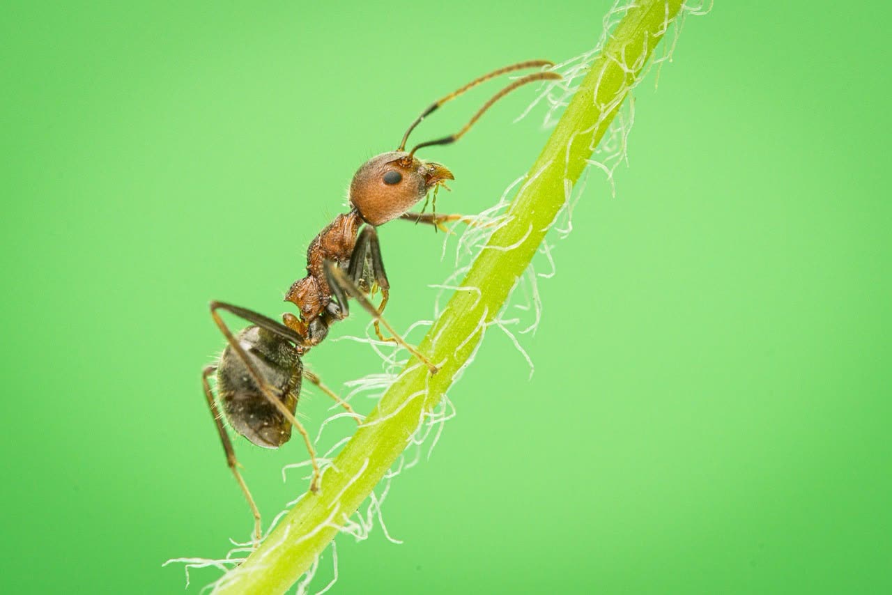 Stick Insect Care: Enclosure, Feeding, and Handling