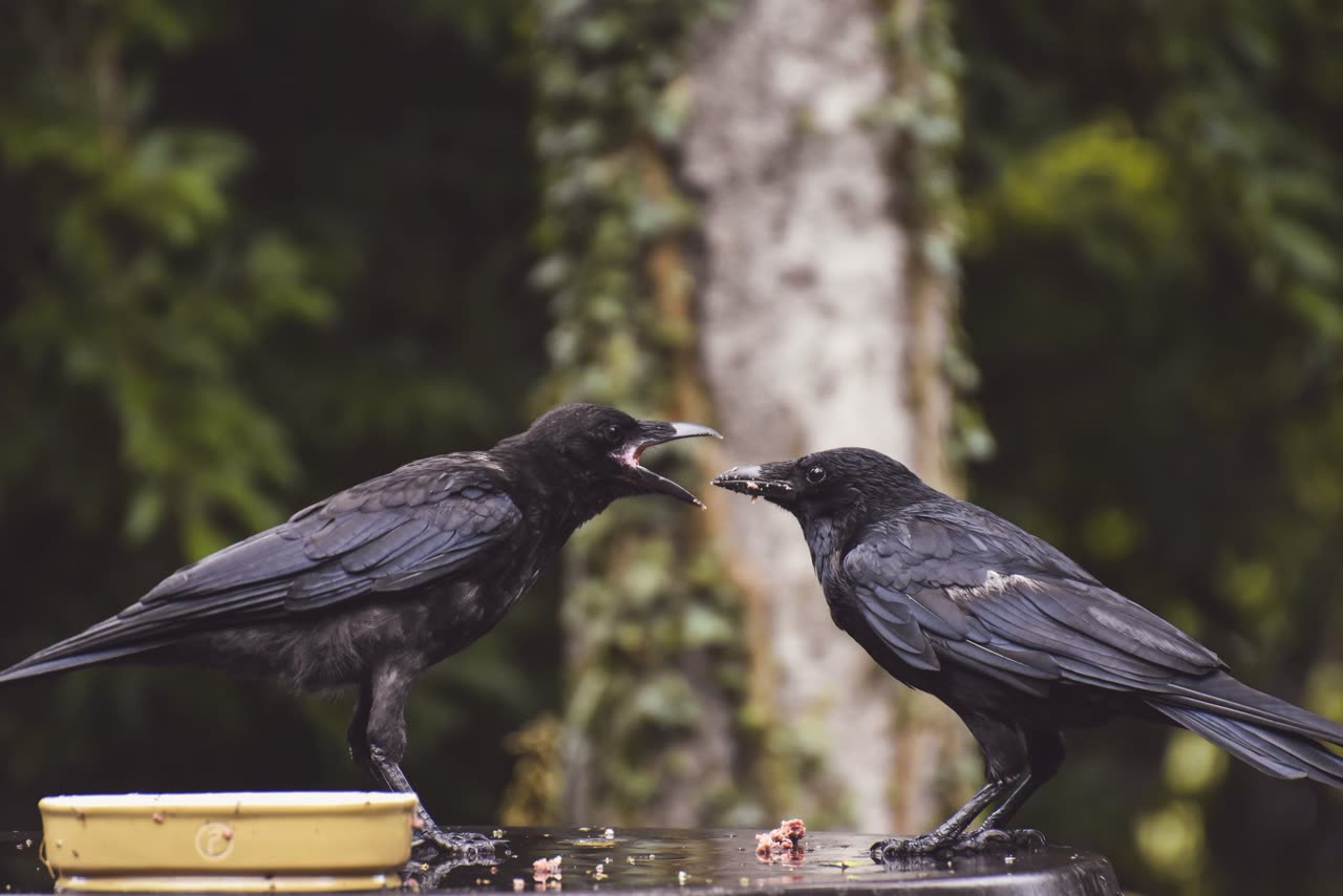 Talking Parrots: How Parrots Learn to Mimic Speech