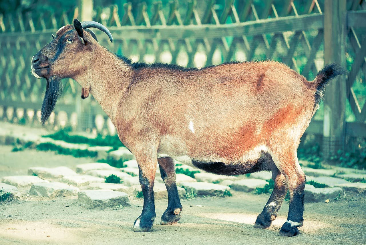 Understanding Goat Gestation: Timeline, Signs, and Care