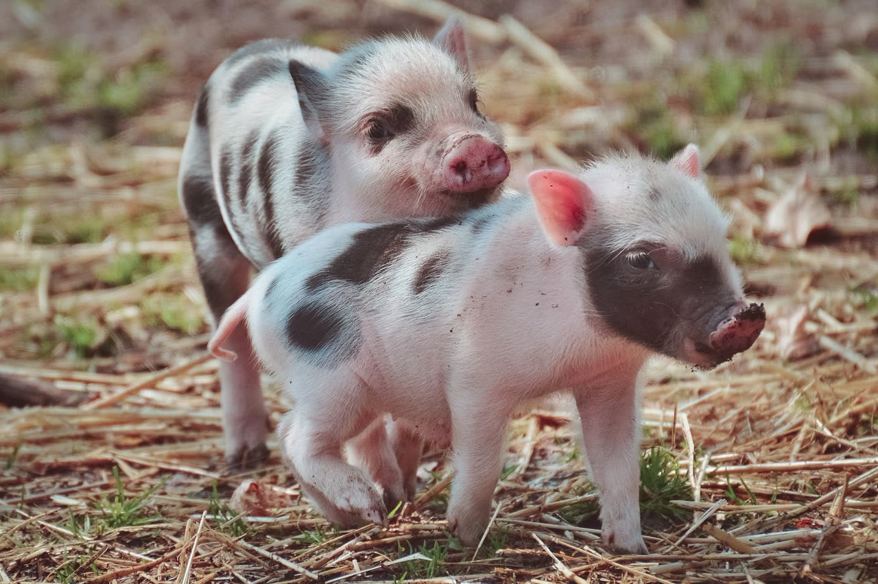 Understanding Mini Pig Behavior: Affection, Aggression, and Heat Cycles