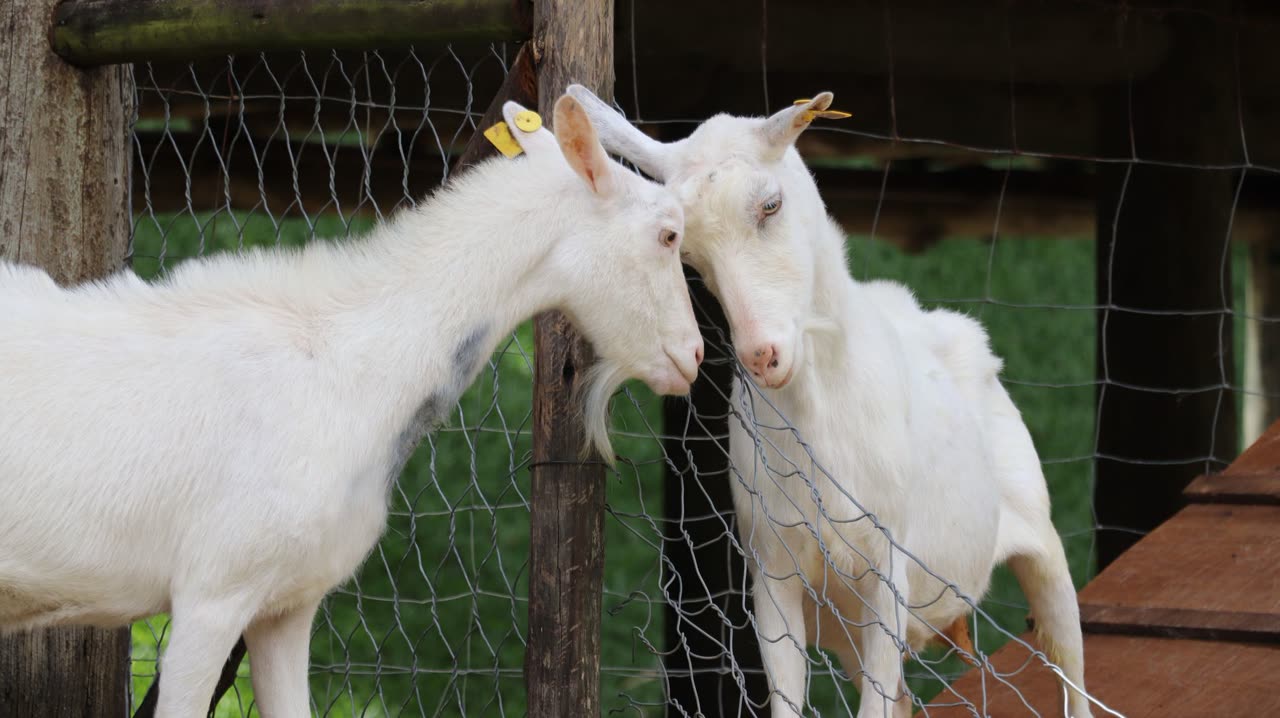 Wether Goats: Castration, Care, and Behavioral Insights