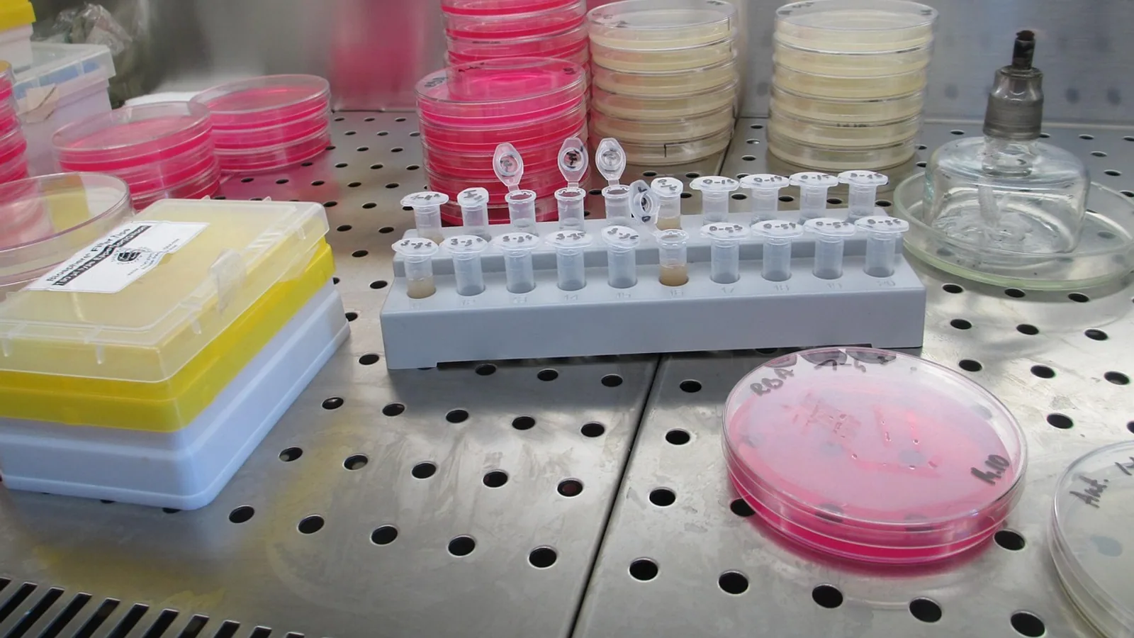 Inoculation Definition: Meaning in Microbiology