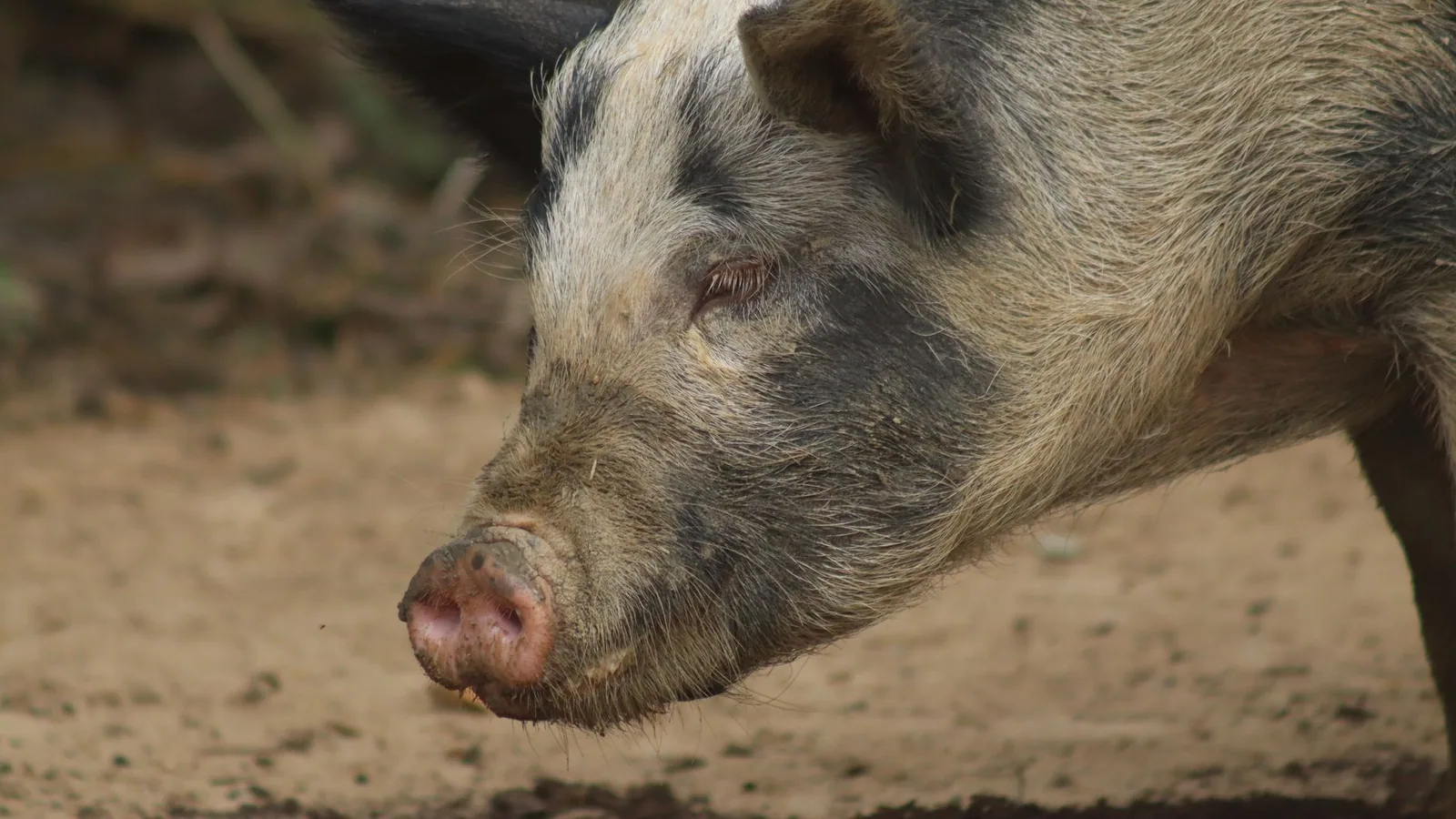 A detailed close-up of a farm pig outdoors with natural earthy tones