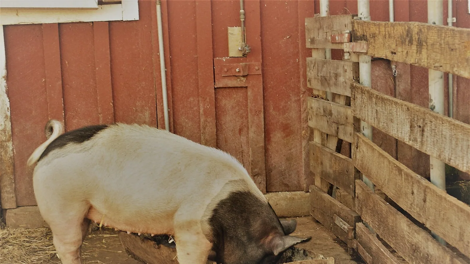 Hog Feeding Guide: Rations, Stages, and Feed Conversion