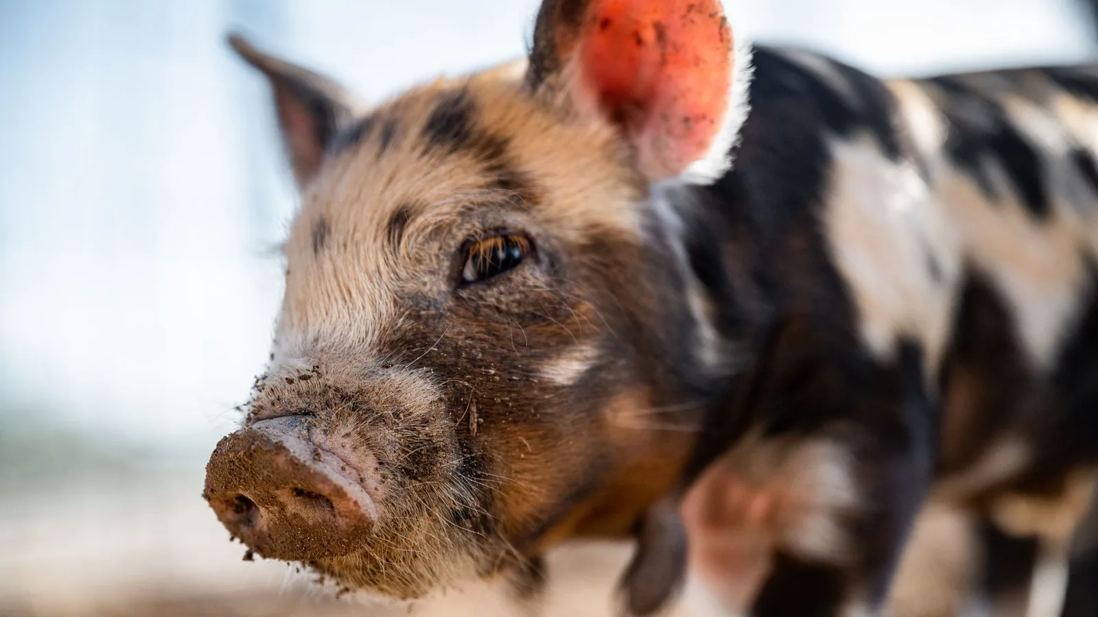 Closeup of little pig with messy snout and spotted fur looking away in countryside in back lit
