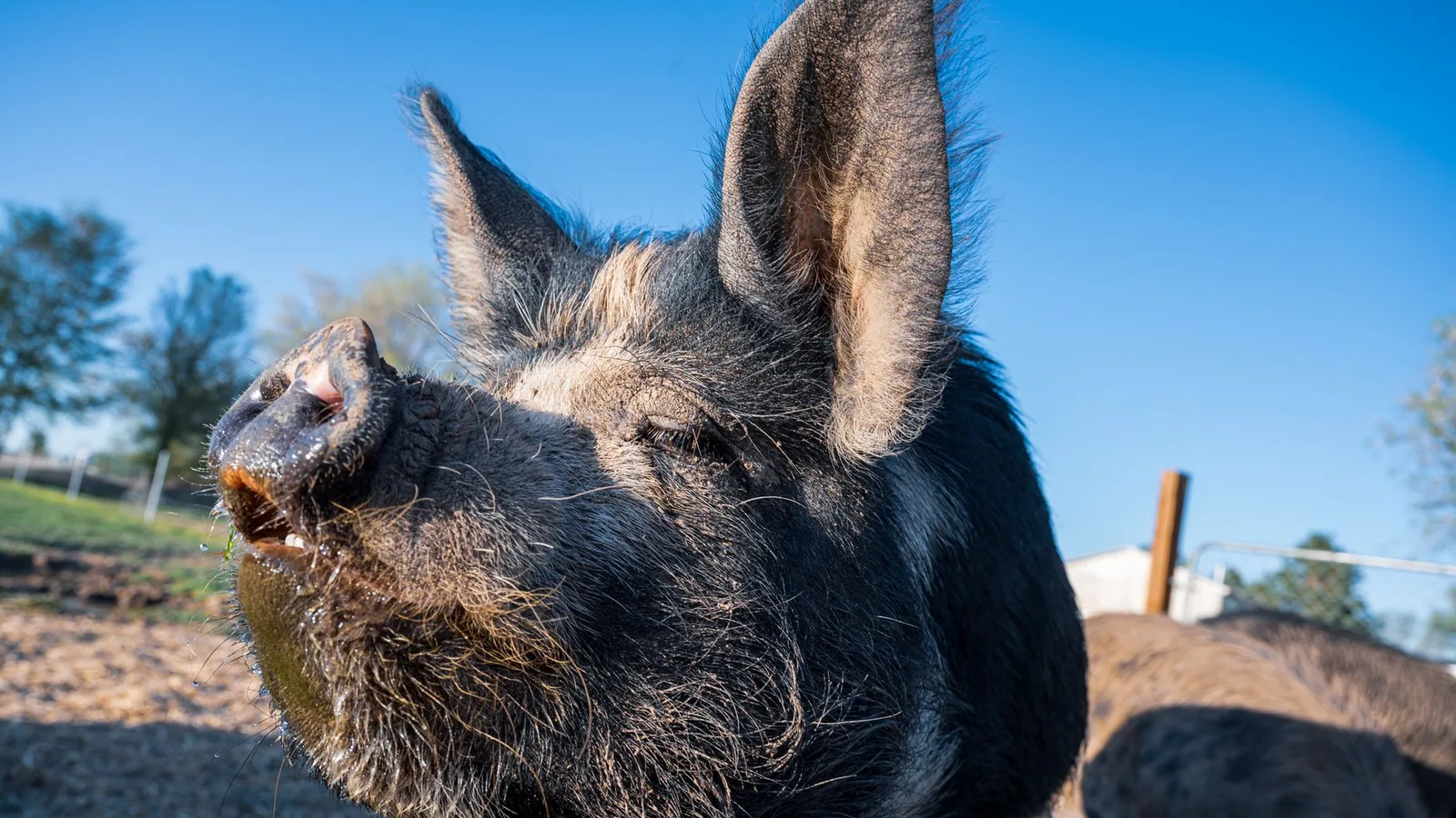 Cute hairy kunekune domestic pig sniffing air while grazing in yard of farm on sunny day