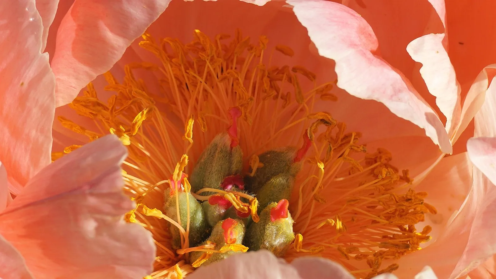Are Peonies Poisonous to Cats? Toxicity Guide