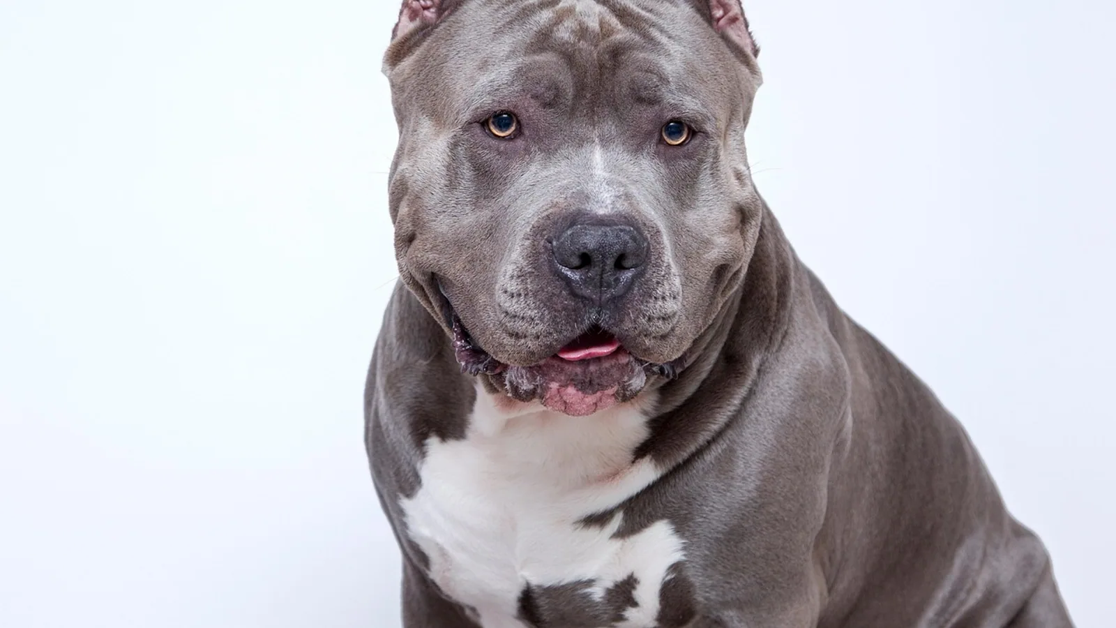 Pit Bull Training: Obedience, Socialization, and Tips