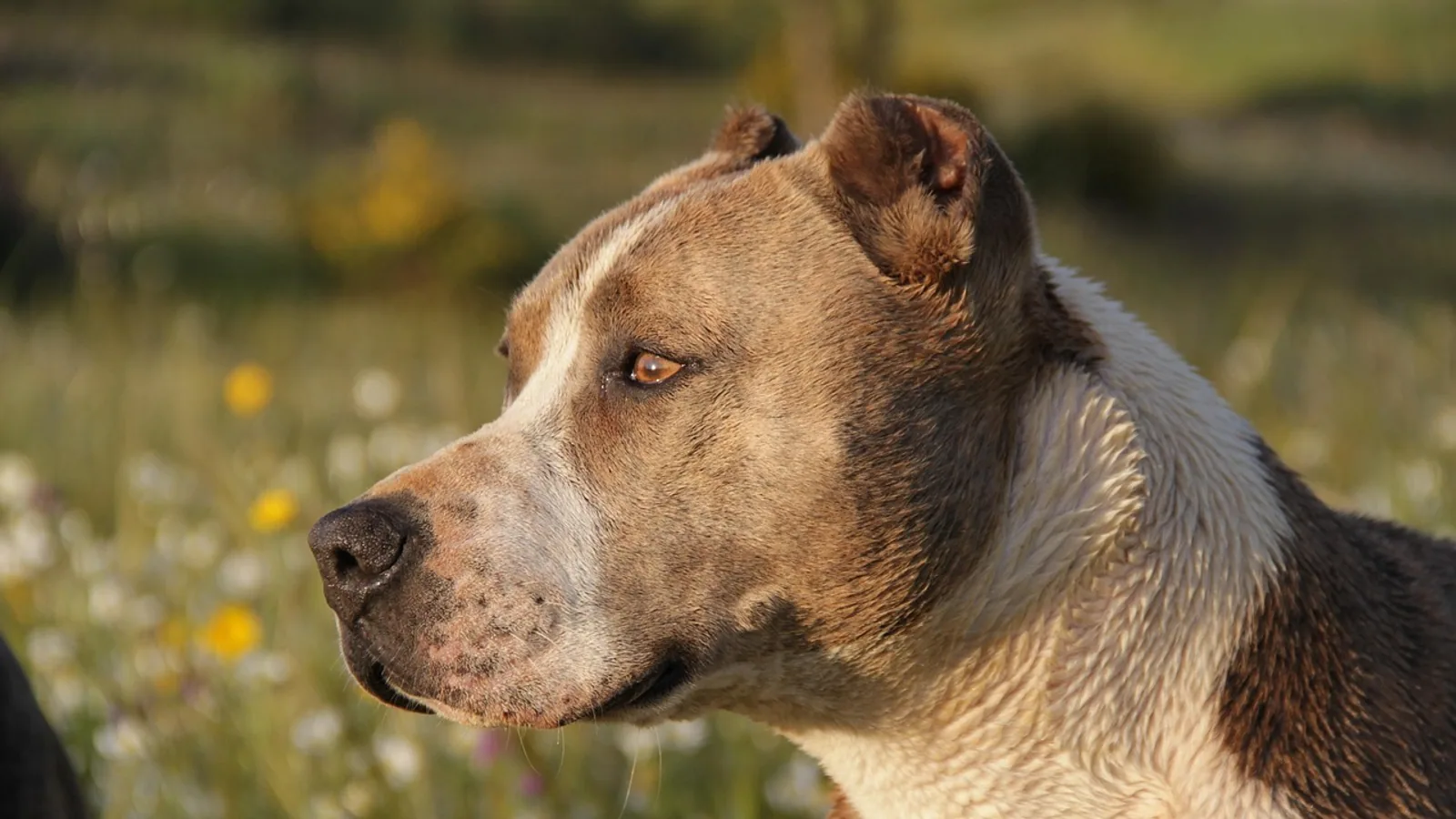 Chihuahua Pit Mix: Traits, Size and Care