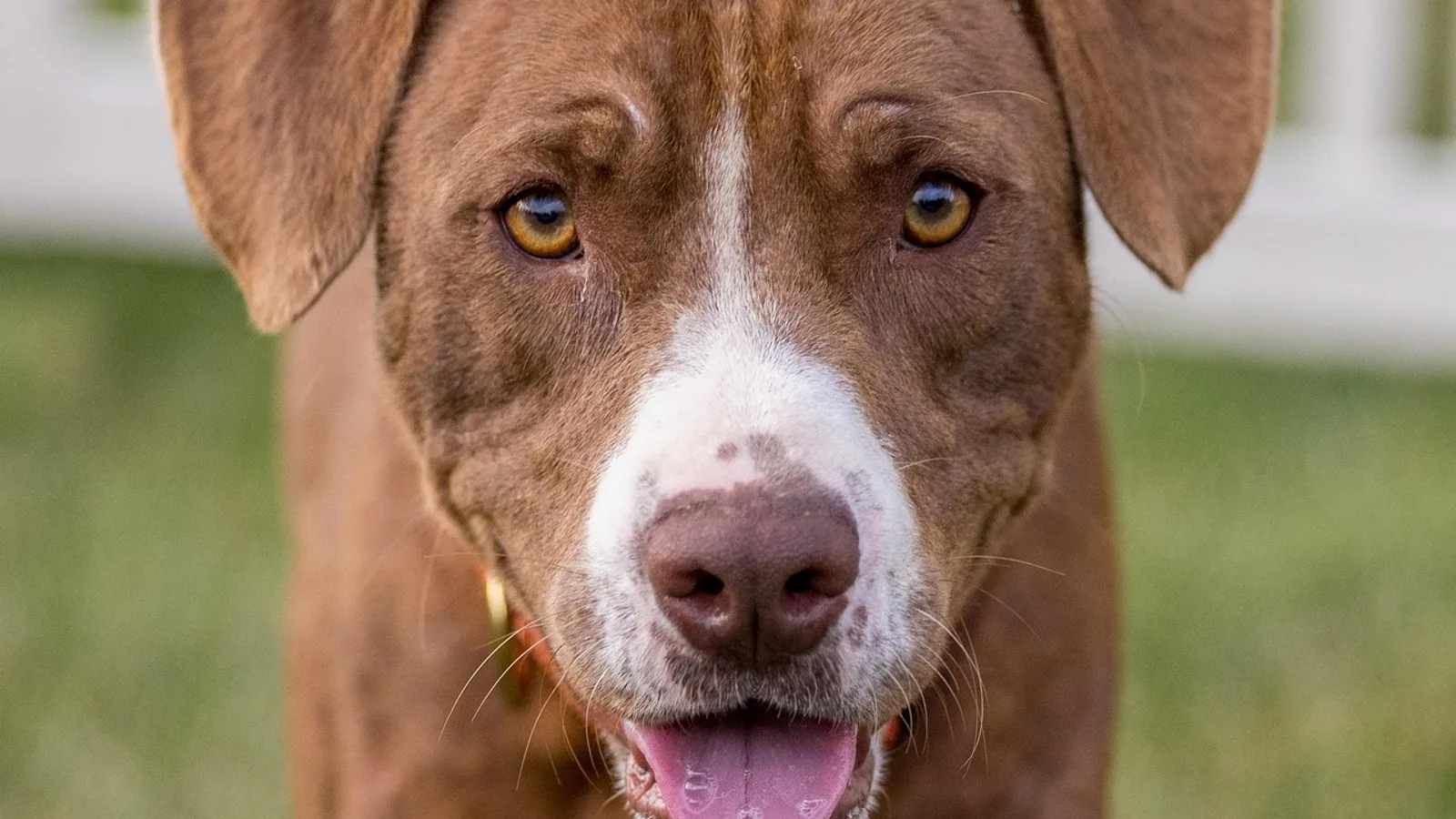 Pitbull Labrador Mix: Traits, Health, and Care