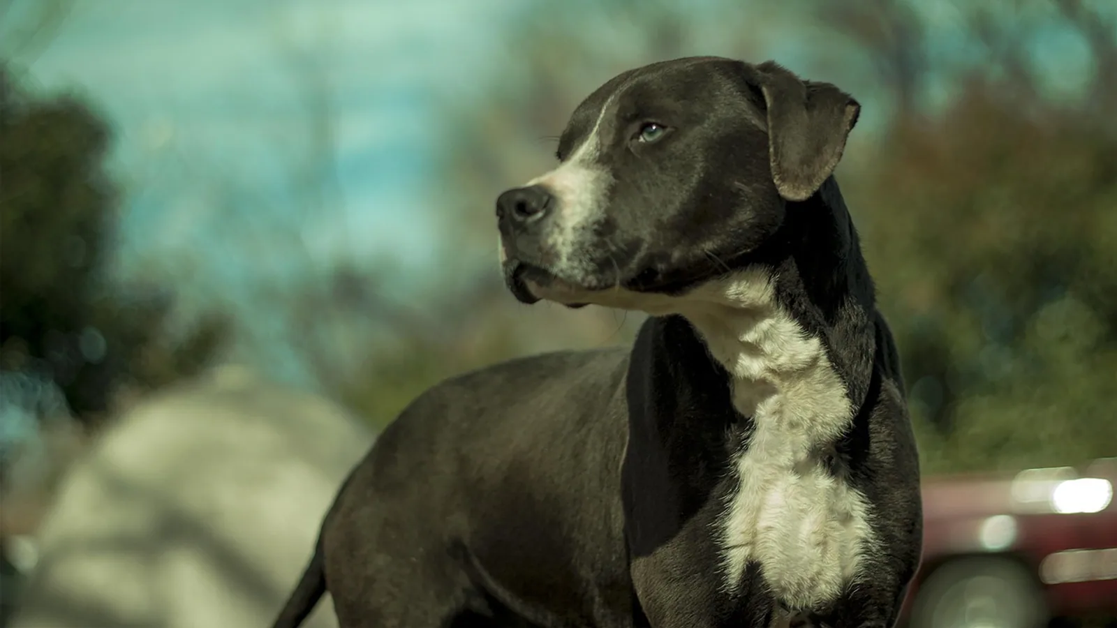 Doxie Pit Mix: Dachshund Pitbull Cross Health Guide
