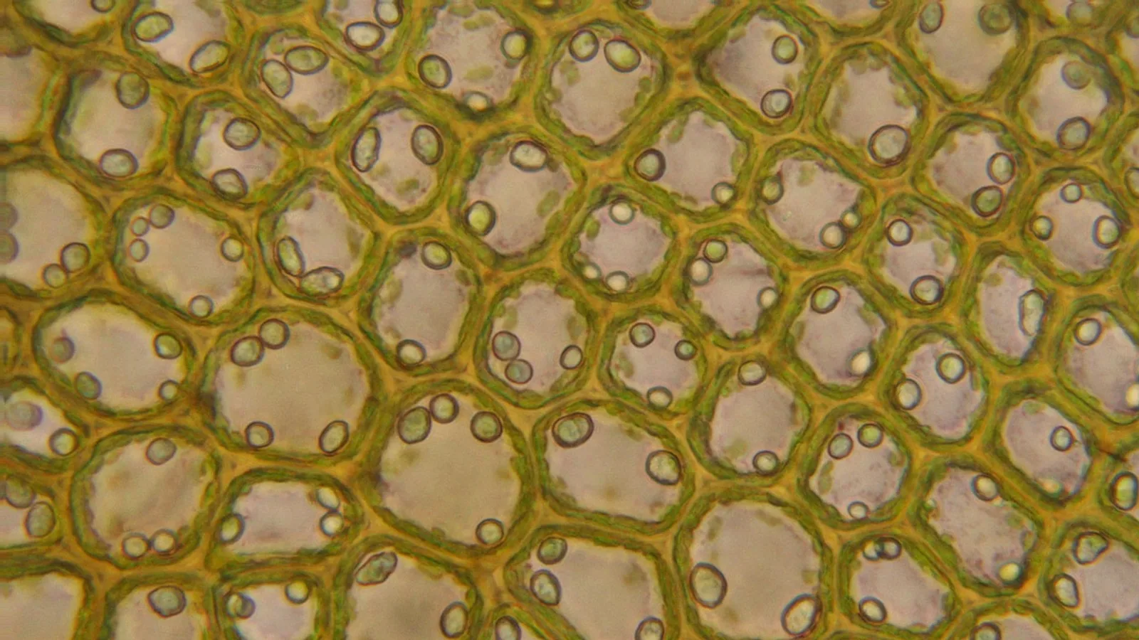 Animal vs Plant Cell: Key Differences Compared