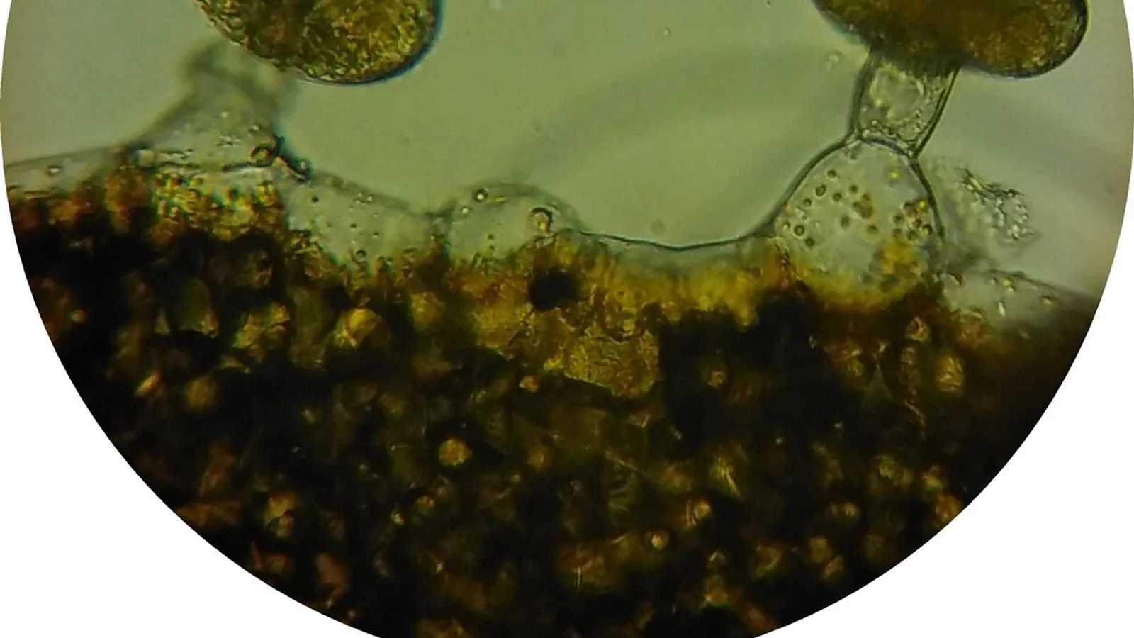 Job of Vacuole: Functions in Plant and Animal Cells