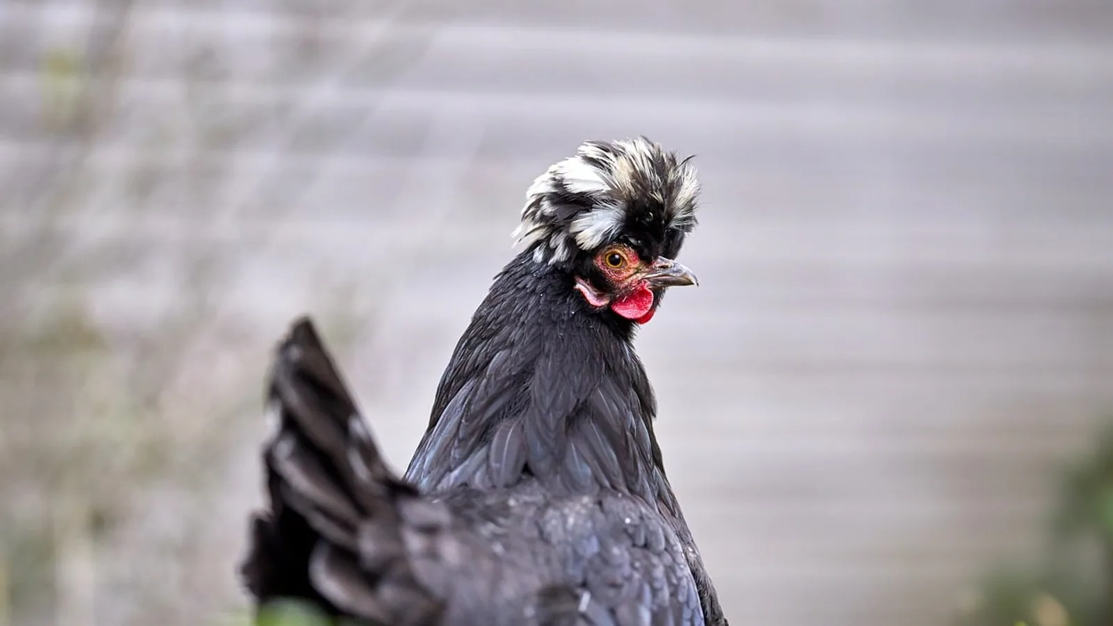 Crested Chicken Breeds: Crest Types and Care