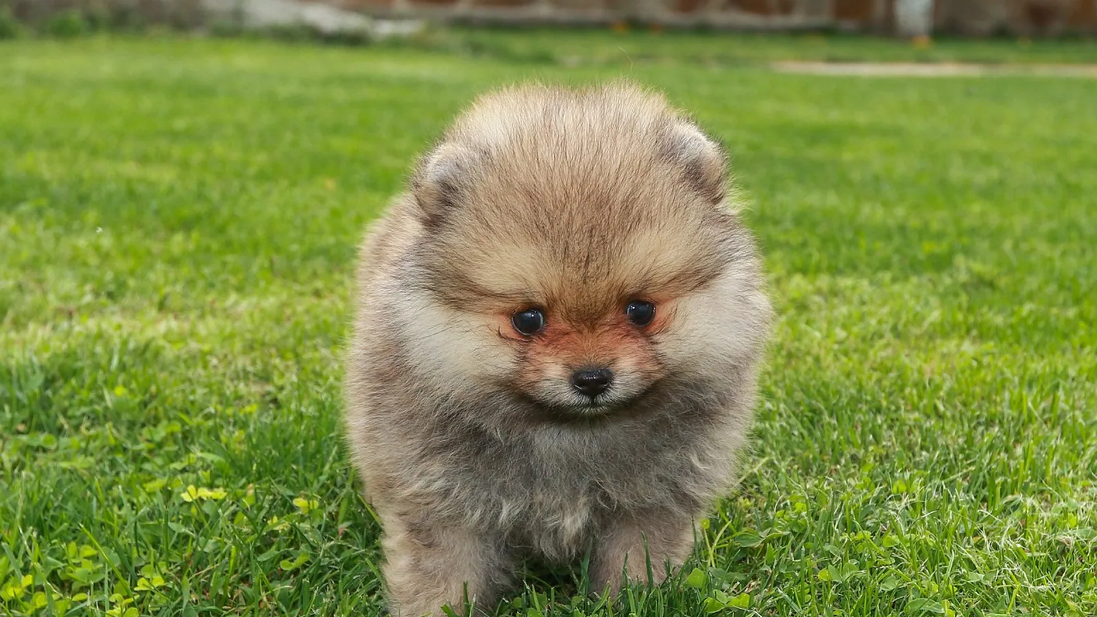 Chihuahua Pom Mix: Traits, Care, and Health