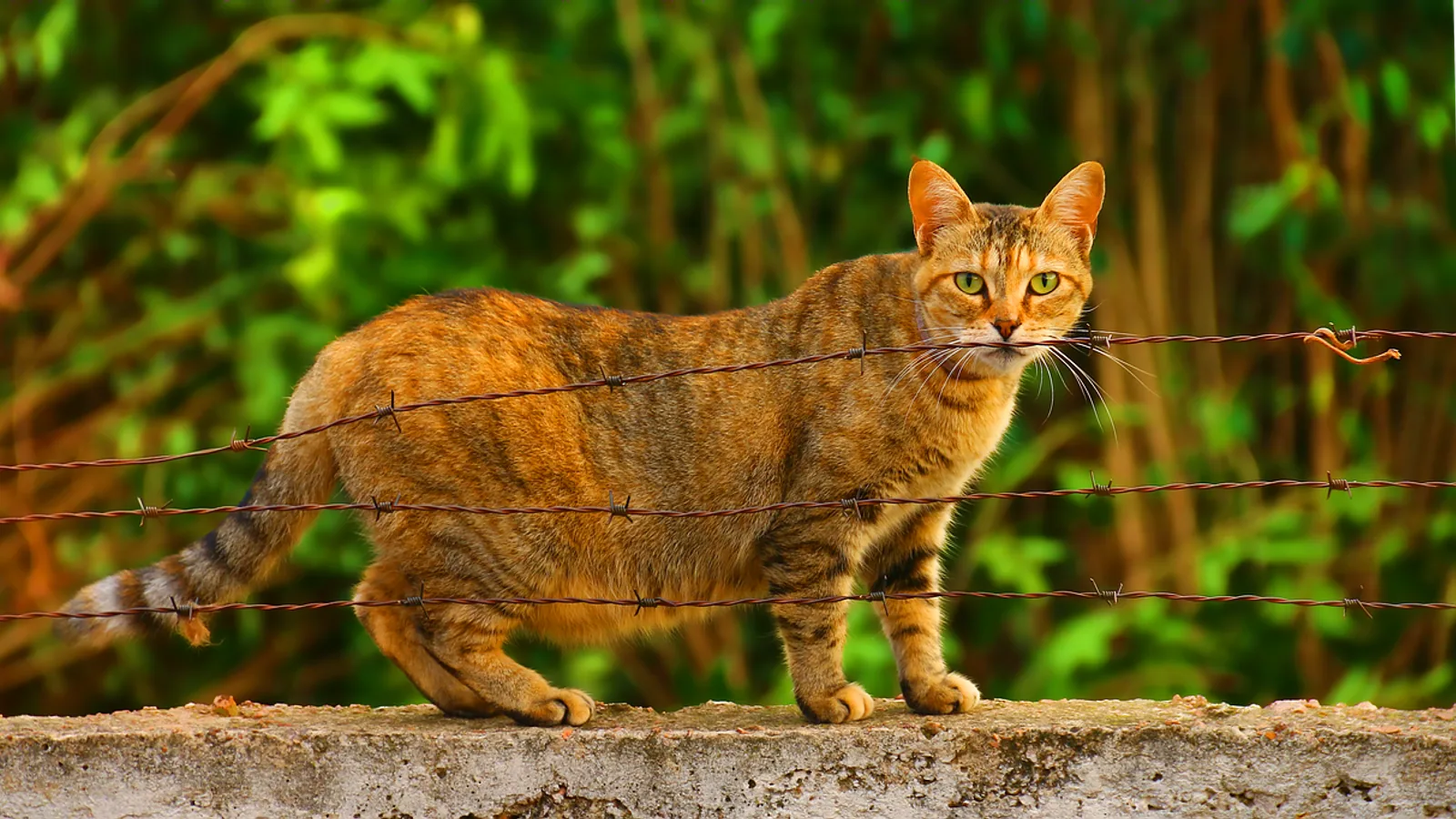 How Long Are Cats Pregnant? Feline Gestation Guide