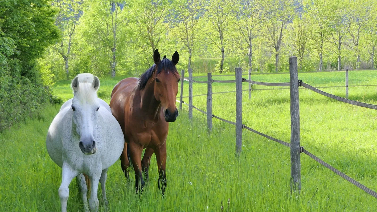 How Long Are Horses Pregnant? Gestation Guide