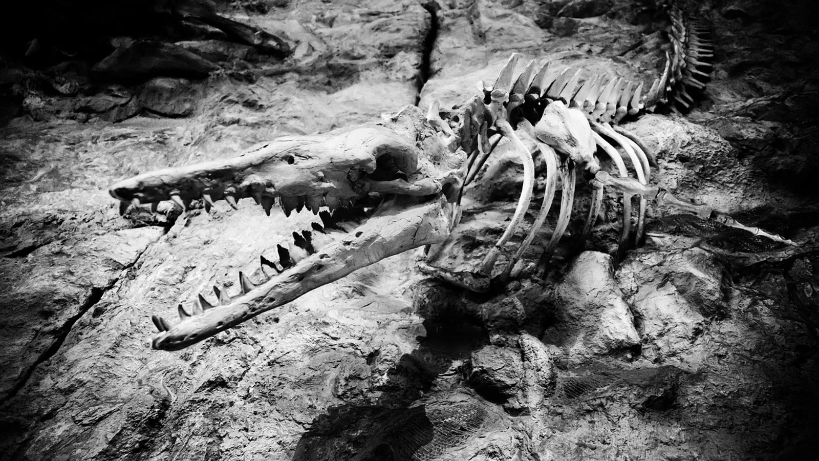 Proto Mammals: Synapsids and Mammal-Like Reptiles