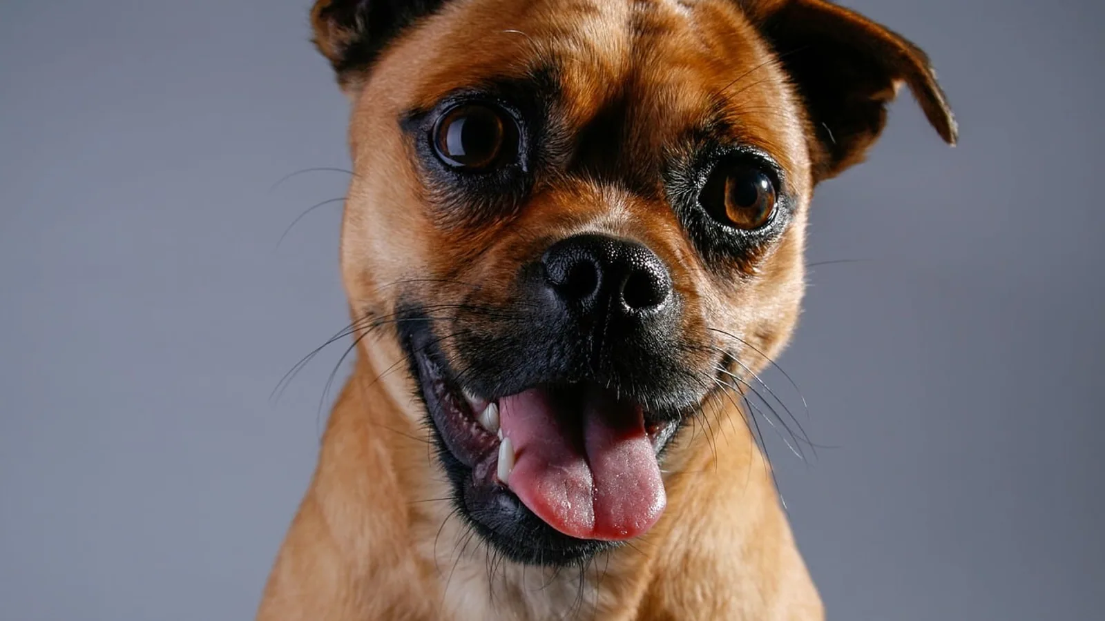 Chihuahua Pug Mix: Breed Traits and Care Guide