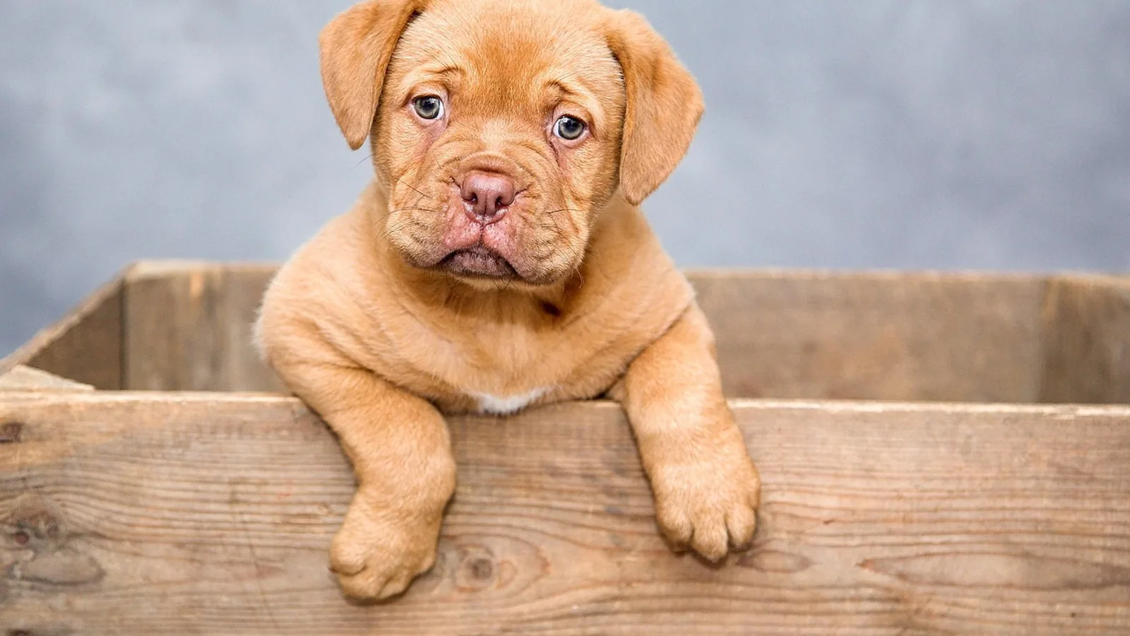 Cosequin for Dogs: Does It Work, Ingredients, and Dosing